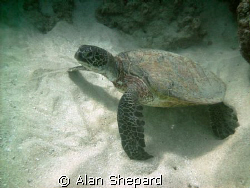 Behold!  The Walking Honu!   by Alan Shepard 